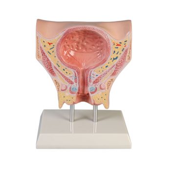 femalebladder-medstore