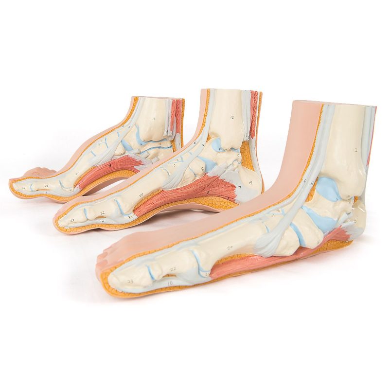 Anatomy Set Foot Models – Medstore