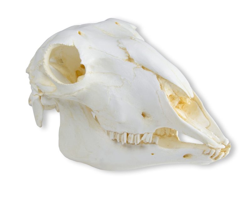 sheepskulls-medstore.ie