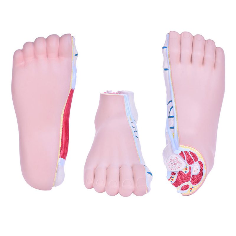 footmodels-medstore.ie