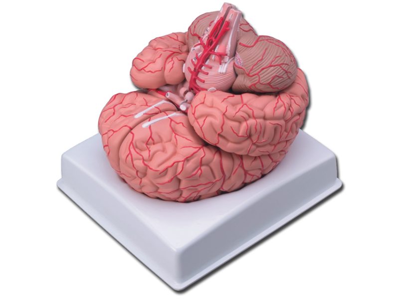 brainmodels-medstore.ie