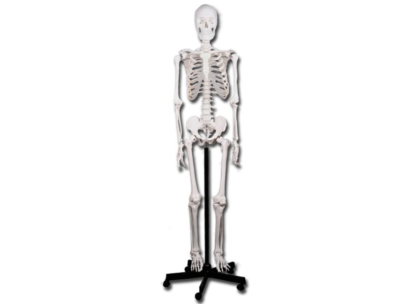 skeletons-medstore.ie